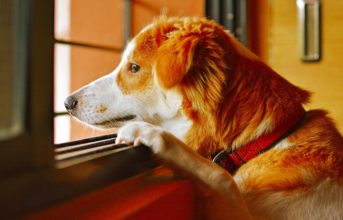 Больше всех утрату переживал Рексик