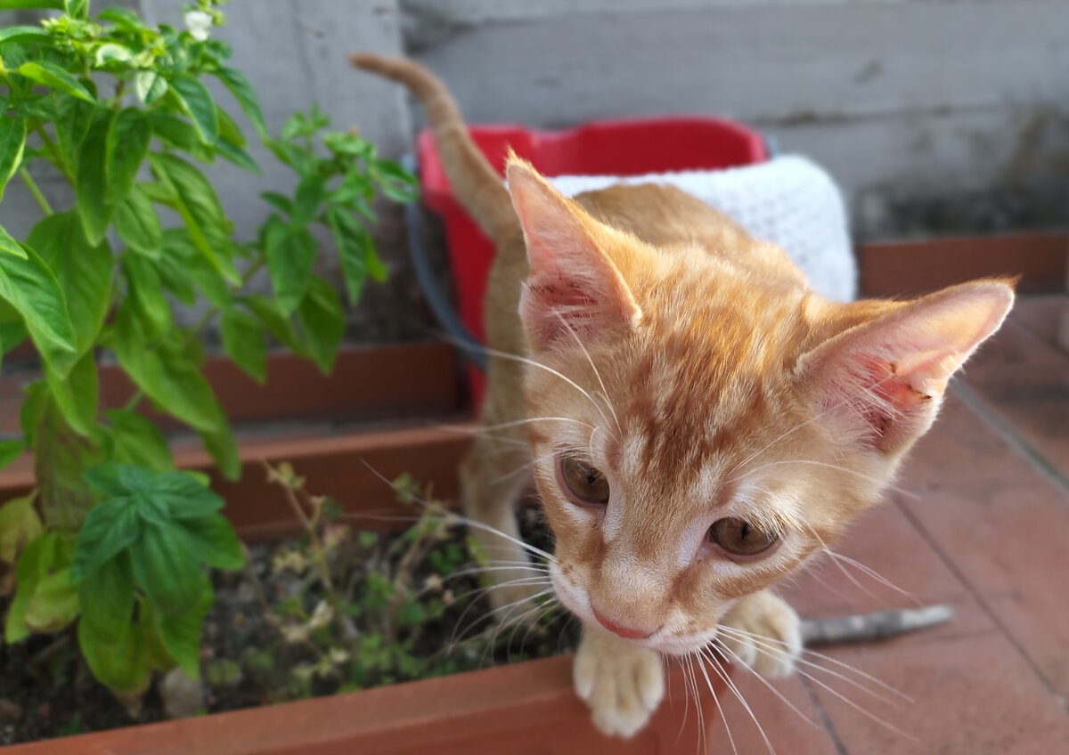 Кошка, моя помощница, фото автора 