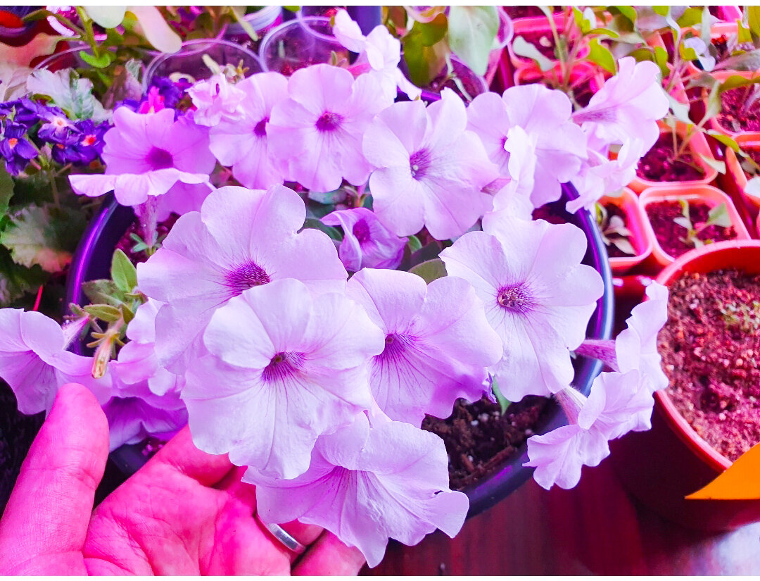 Эта петуния у мамы как королева - самый большой горшок (около 5 литров) и щикарная шапка из цветов