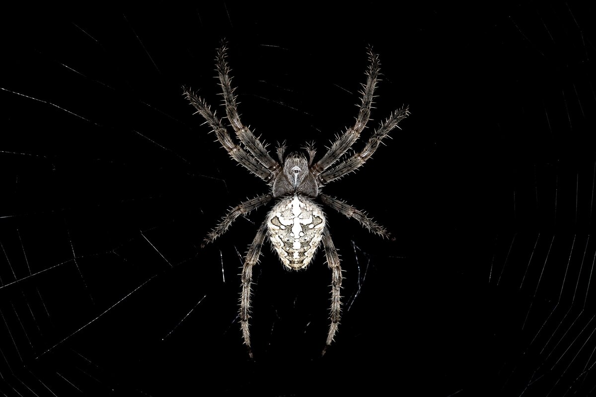 Паук вида Araneus diadematus (Обыкновенный крестовик)