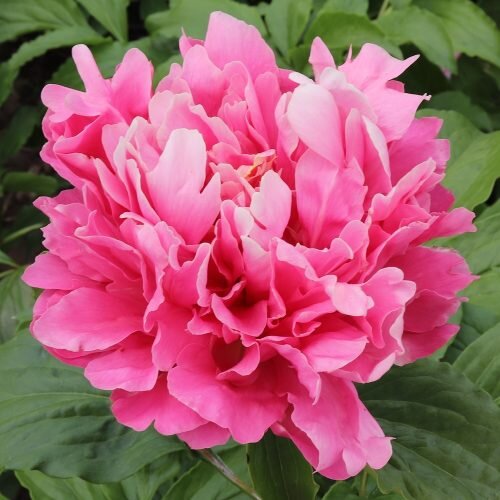 Elizabeth Black ( Seidl / Bremer , 2020 год ) , фото с сайта APS