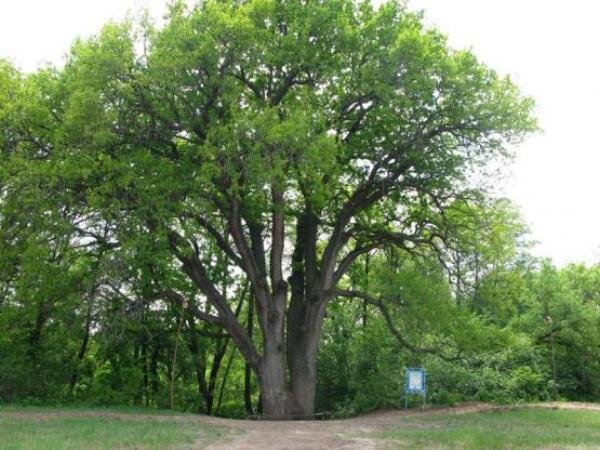 Источник фото: treeportal.ru 