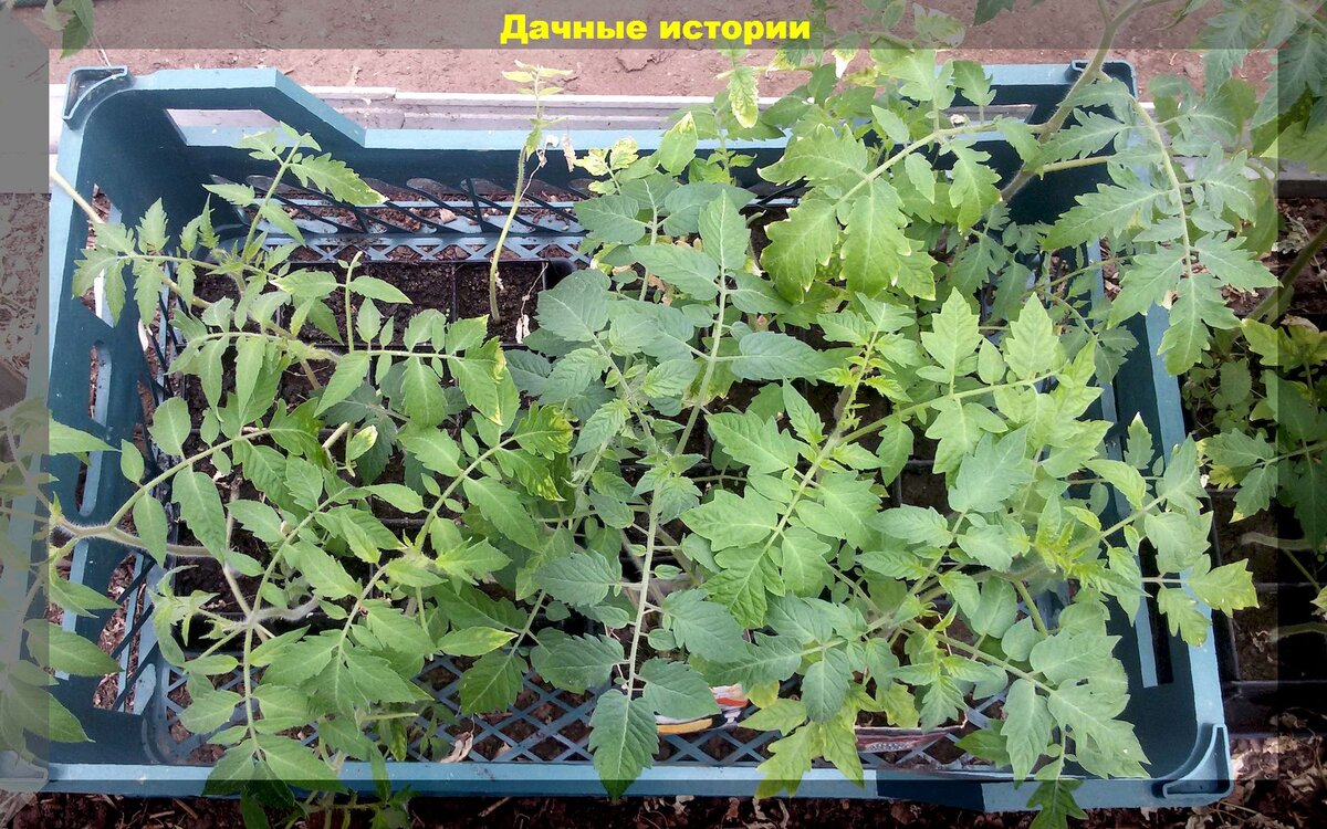 https://vk.com/photo-159774511_457253023