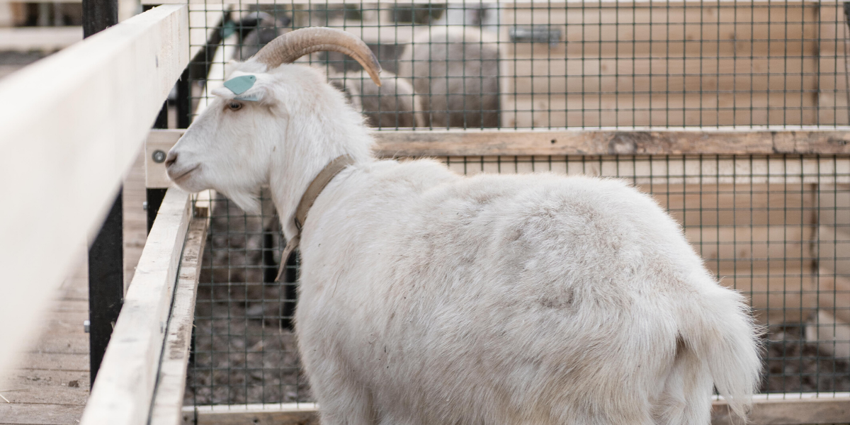 Самые ухоженные в мире козы