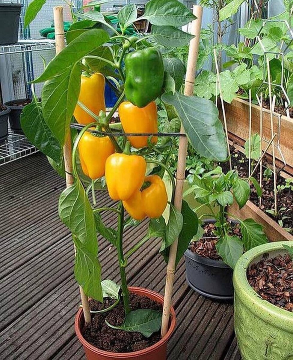 Выращивание перцев зимой. Болгарский перец в горшке на подоконнике. Перец балконный сладкий. Балконный перец огонек. Перец паприка рассада.