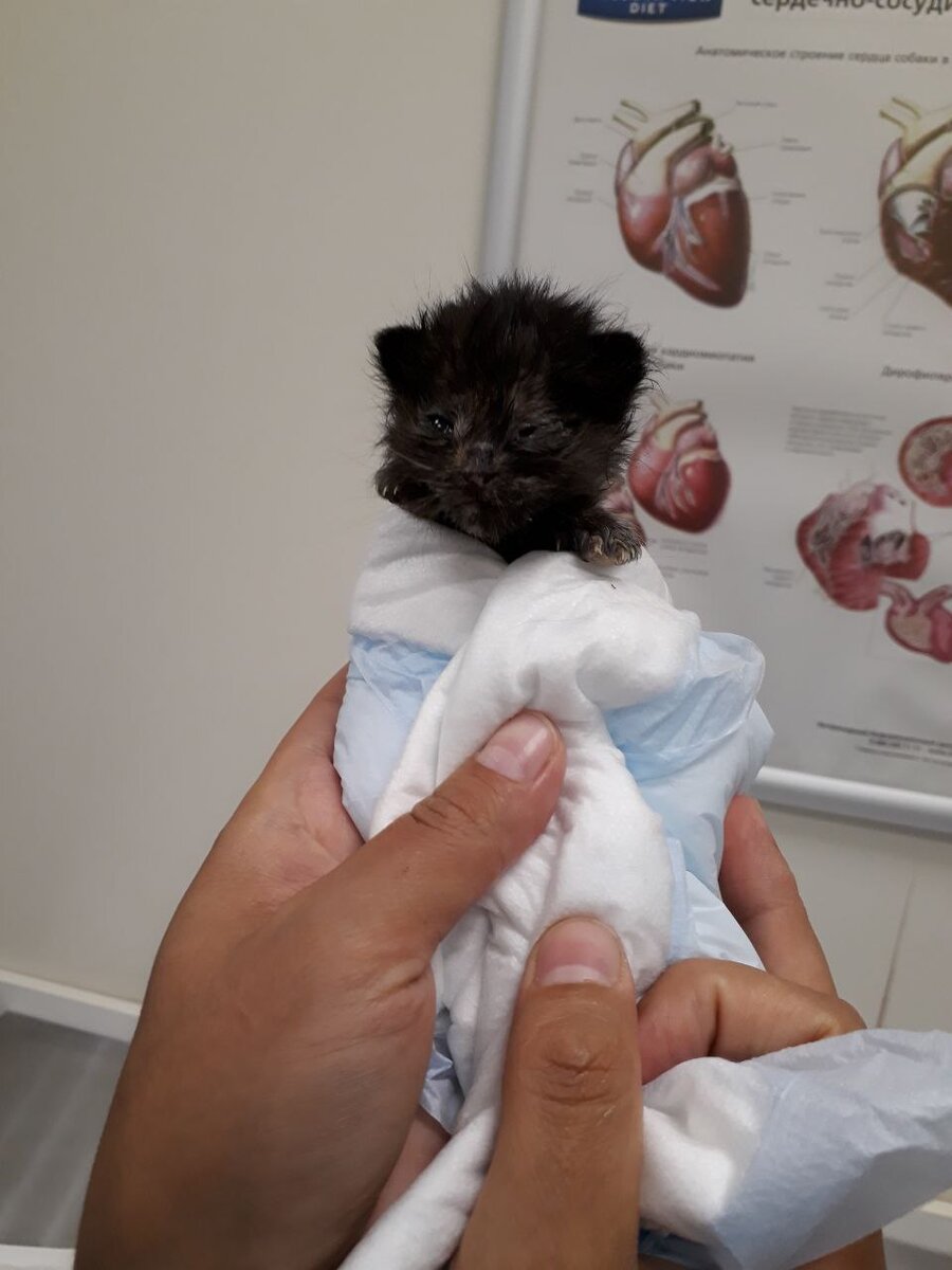 Эту малышку только что нашли на газоне и принесли к нам в клинику перед тем  как отнести 