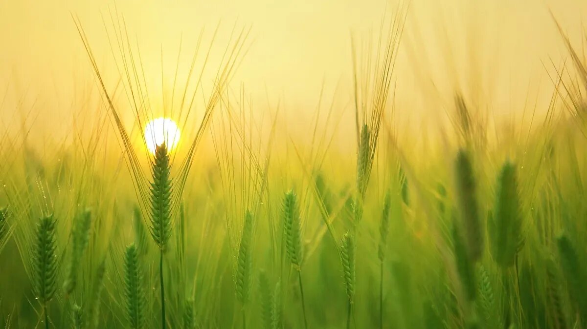 В этот день начинали сеять зерновые культуры в полях. Фото: Pexels.com 