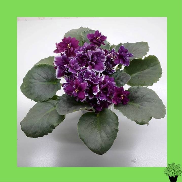 Фиалка узумбарская (сенполия)