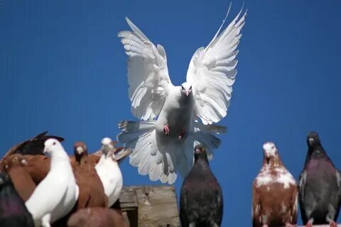 фото из свободного доступа.