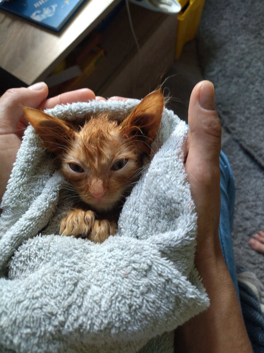 Вот так он выглядел в первый день дома, тогда я ещё не подозревала, что наш дом станет его домом. 