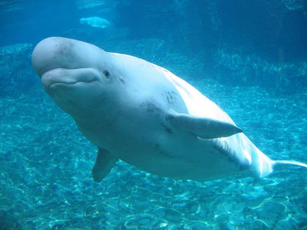 К какой группе относятся белухи. Кит Белуха. Полярный Дельфин Белуха. Белый Дельфин Белуха. Белый кит Белуха.