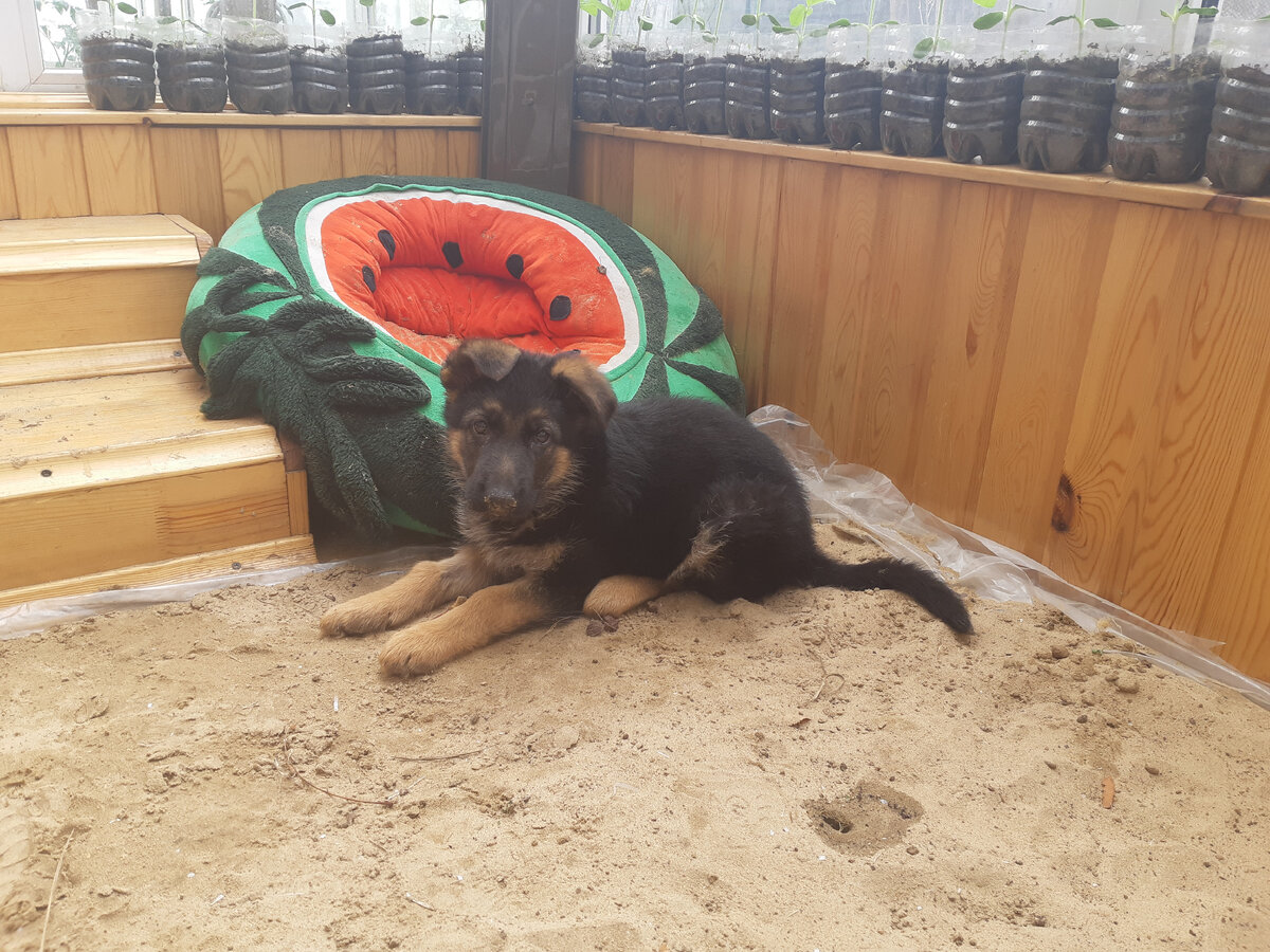 Площадка своими руками для выгула щенка на карантине.