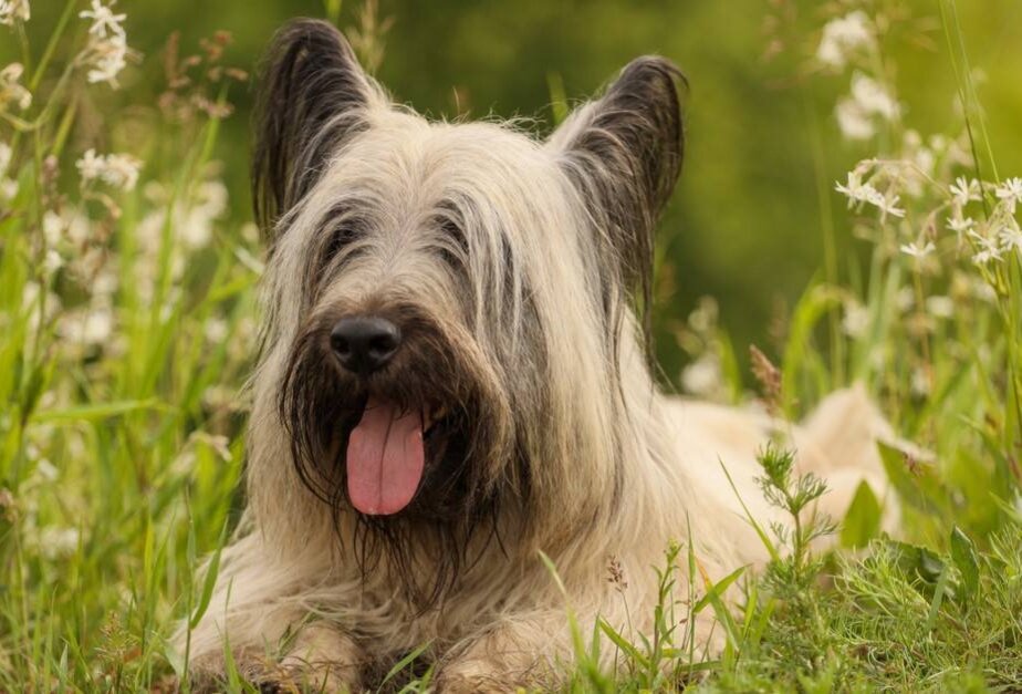 Скай-терьер (Фото: https://a-z-animals.com/animals/skye-terrier/pictures/)