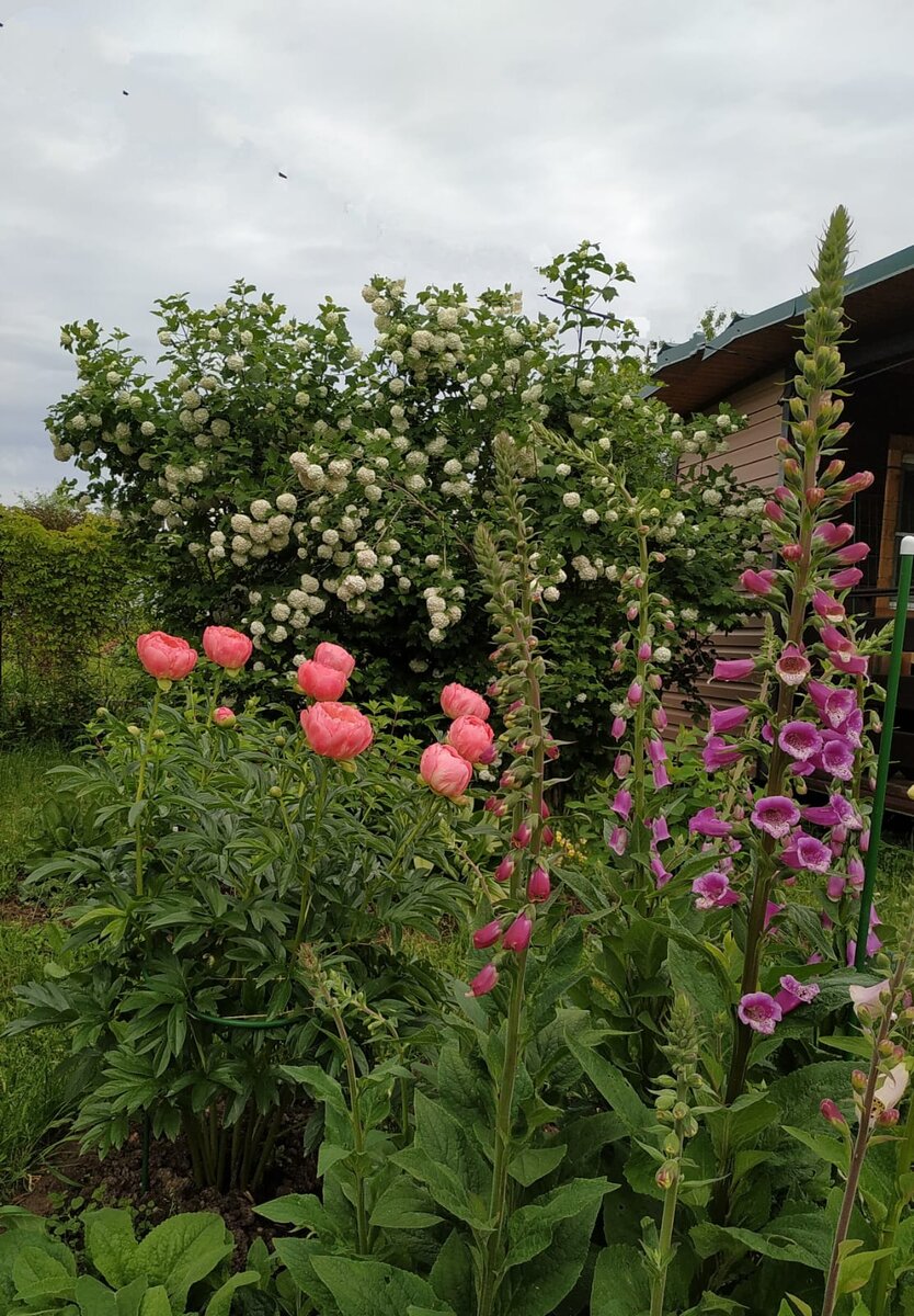 ПОСЛЕ ДОЖДИЧКА... 