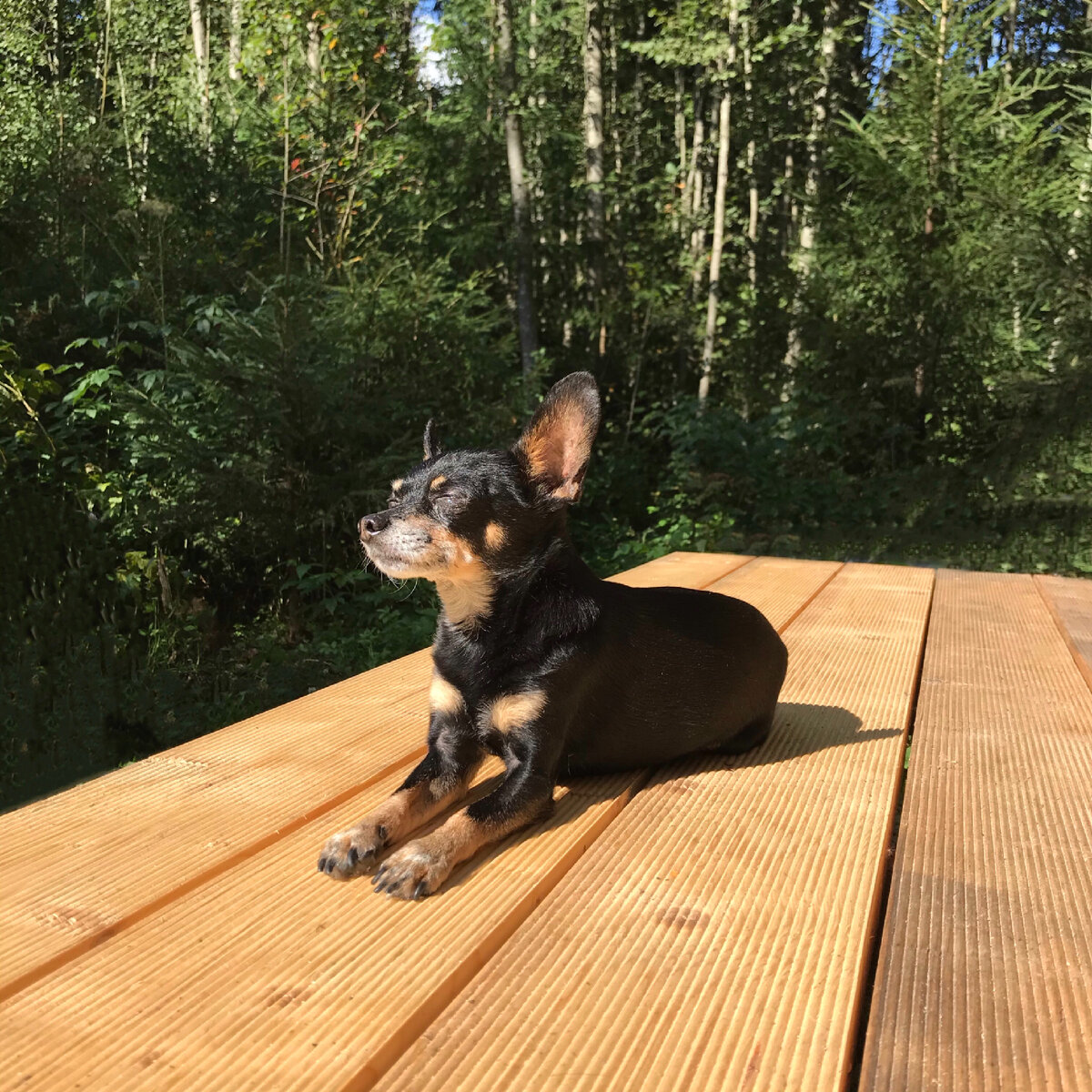 Просто мой пёсик, наслаждающийся солнцем☀️
