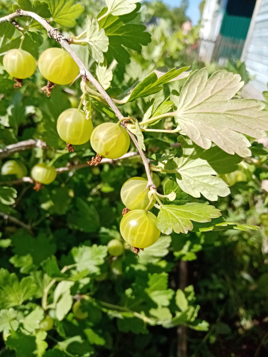 Крыжовник, скоро буду варить варенье