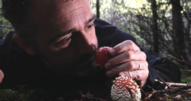 Сбор мухоморов