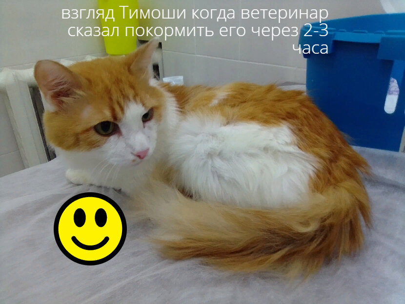 Тимоша