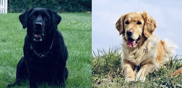 Слева лабрадор, справа золотистый ретривер 