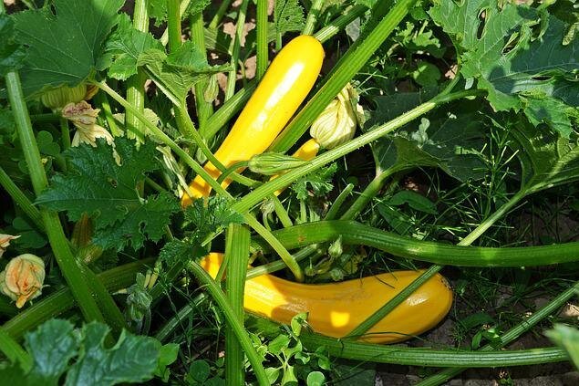     Как продлить сезон кабачков до холодов: 4 проверенных приёма