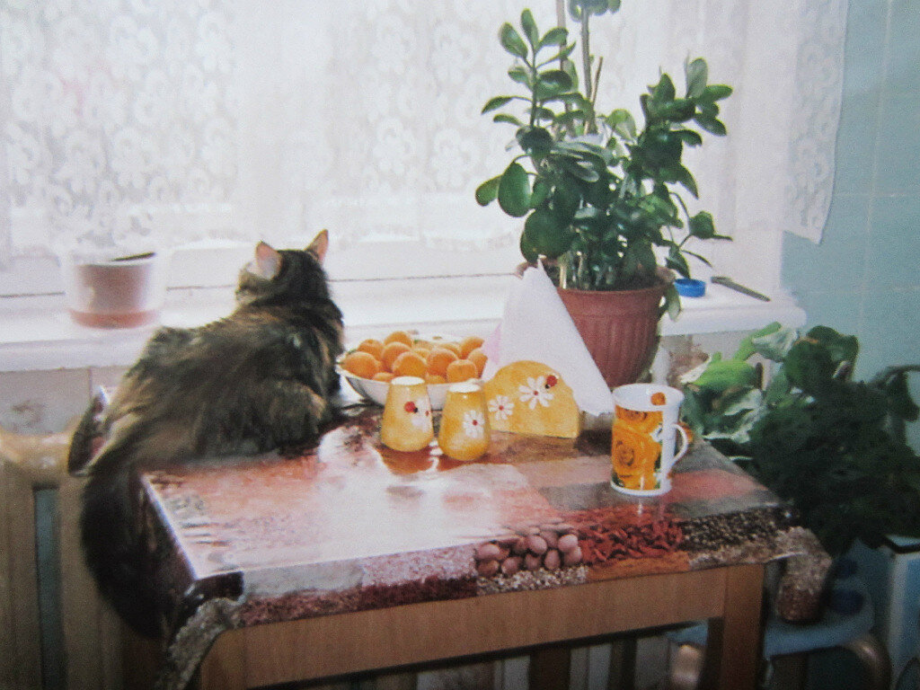 Вот под этот стол к батарее отскочил кусок хлеба 