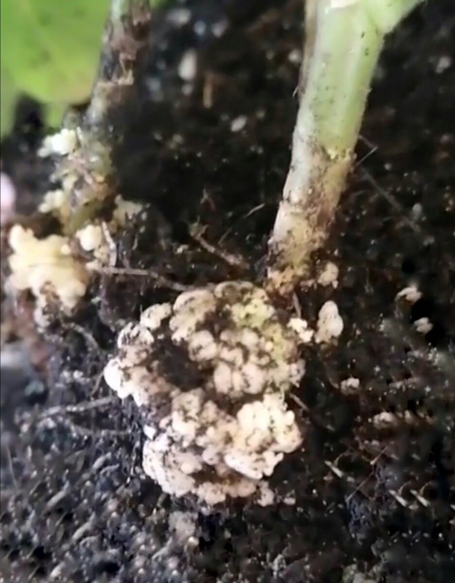 Вот так это выглядит