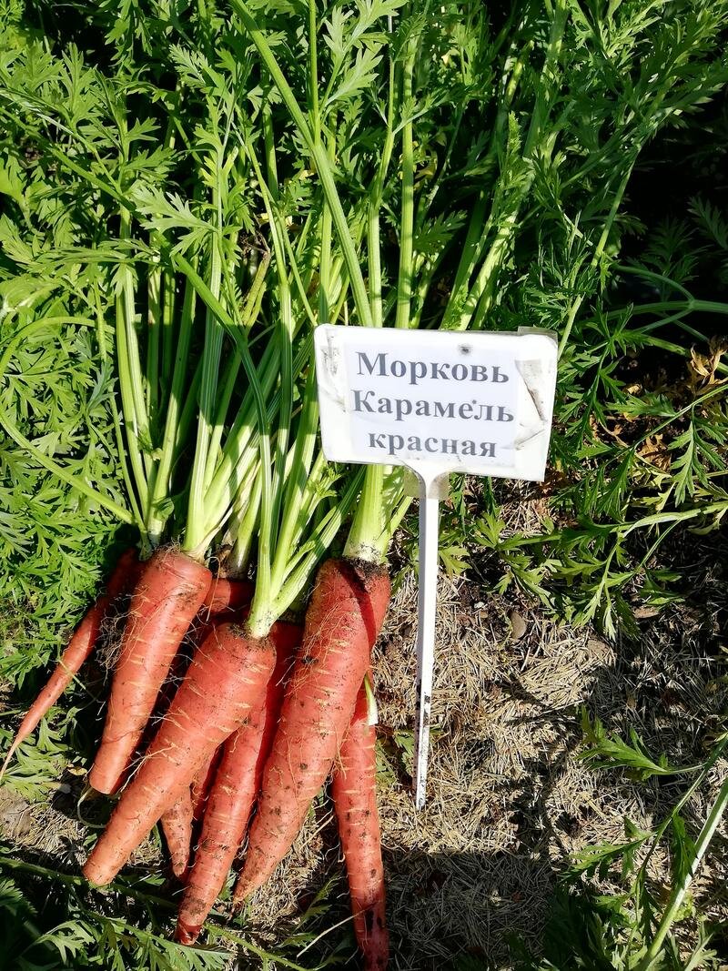 Морковь от агрофирмы "Гавриш"