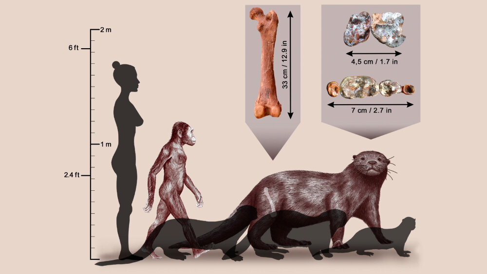   Фото: Sabine Riffaut / Camille Grohé / Palevoprim / CNRS – Université de Poitiers