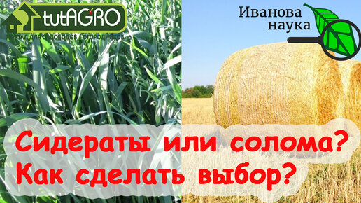 УЛУЧШЕНИЕ ПЛОДОРОДИЯ ПОЧВЫ БЕЗ УДОБРЕНИЙ: СОЛОМА или СИДЕРАТЫ. Что лучше выбрать для заботы о почве, обеззараживания почвы и оздоровления?