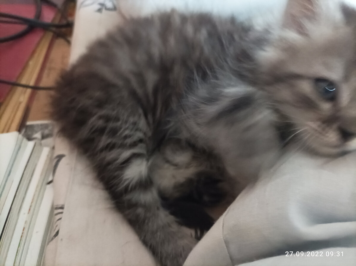 Спит на одеяле. 