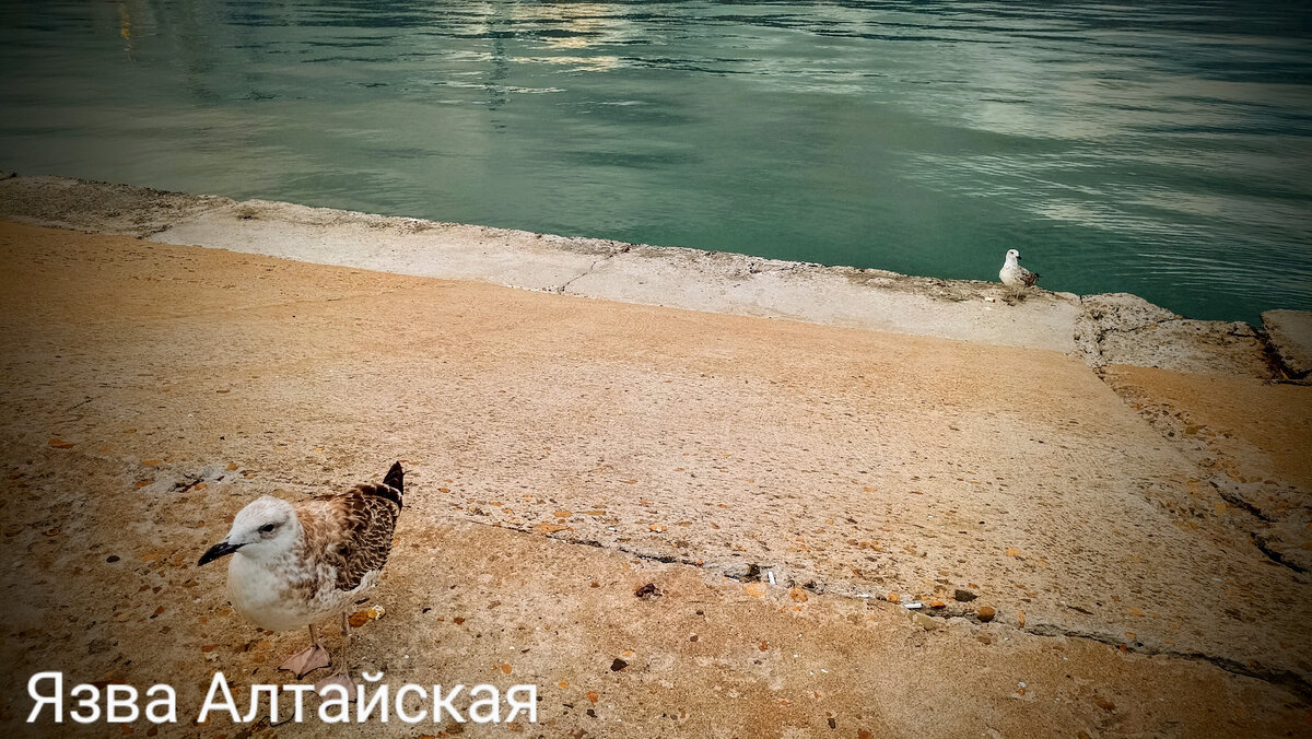 Набережная. Новороссийск. Наглые чайки выпрашивают хлеб, а взамен позируют, мол посмотри, какая я! Подходят очень близко, на расстоянии вытянутой руки, успевая хлеб буквально глотать, да ещё и родственников зовут. 