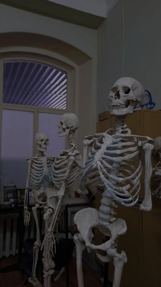 анатомичка