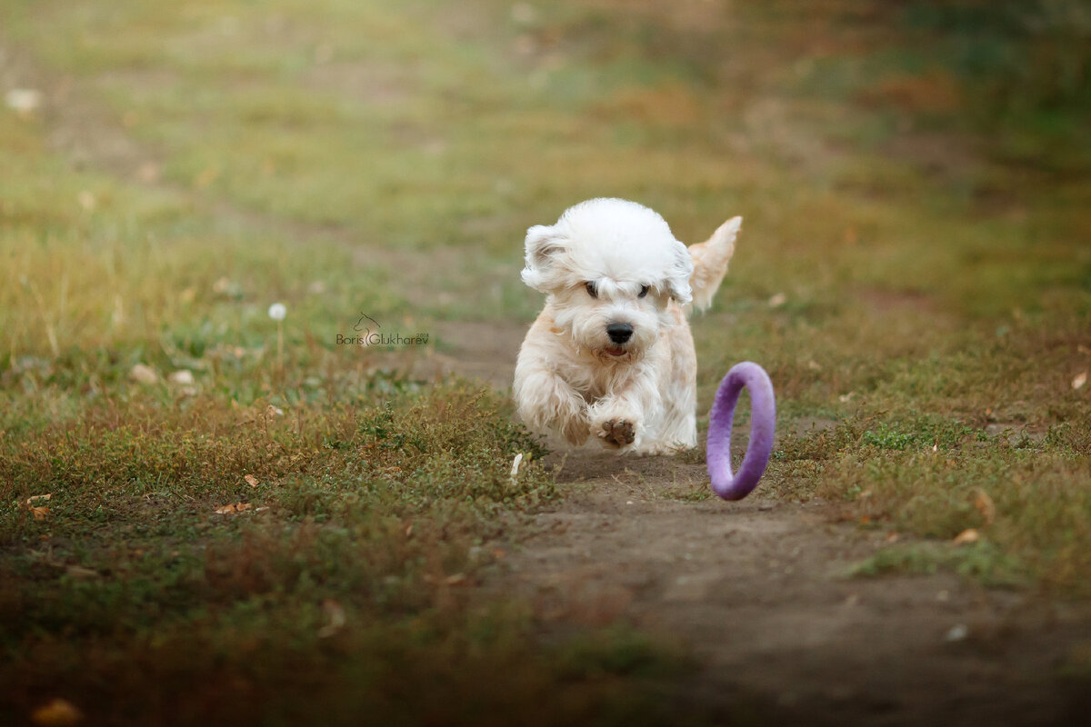 Питомник норвич терьеров «Из Юлвинграда».