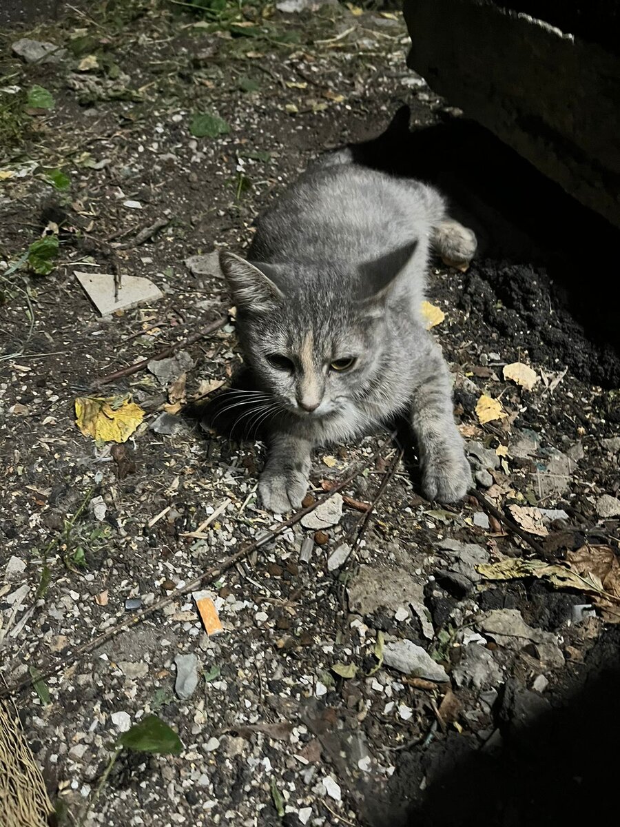 Мы так переживали за эту кошку, что не могли внятно представить её будущую  семью. Так кому же она досталась? | Банда Дворян (г. Москва) | Дзен