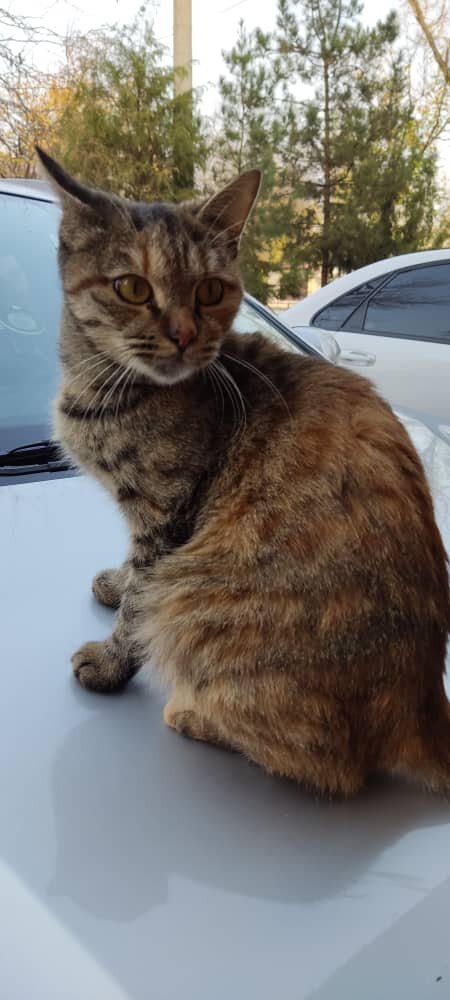 А взгляд, как у Орла