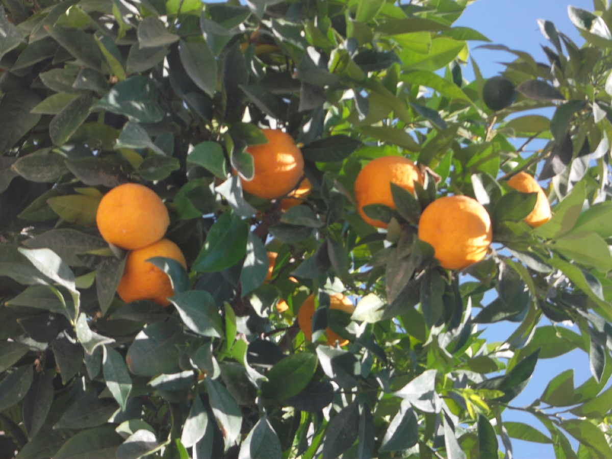 Апельсин. Фото автора