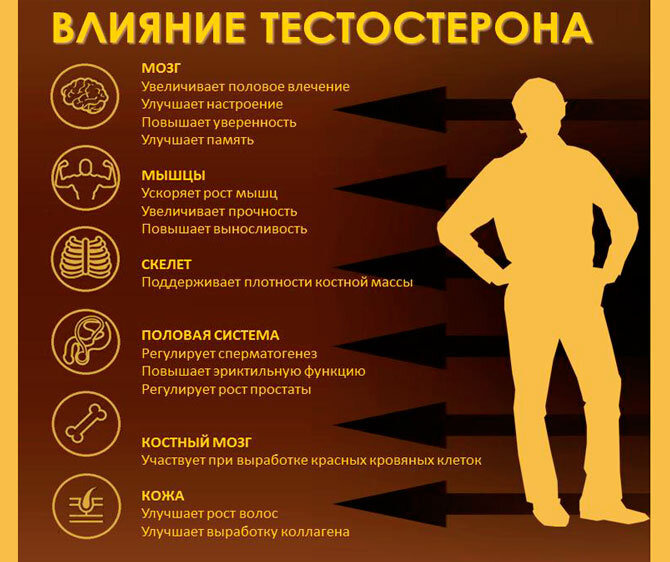 Роль тестостерона