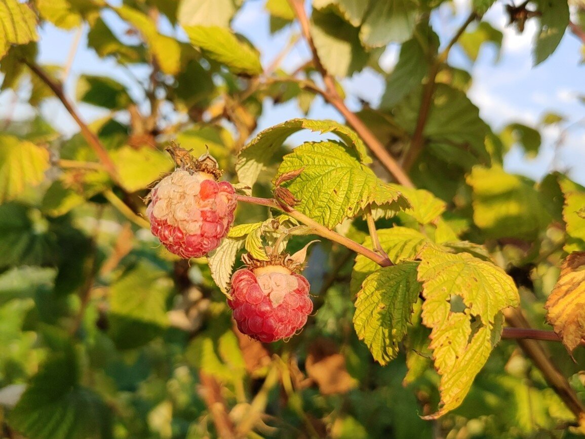 Плохая малина. Малина засыхает вместе с ягодами.