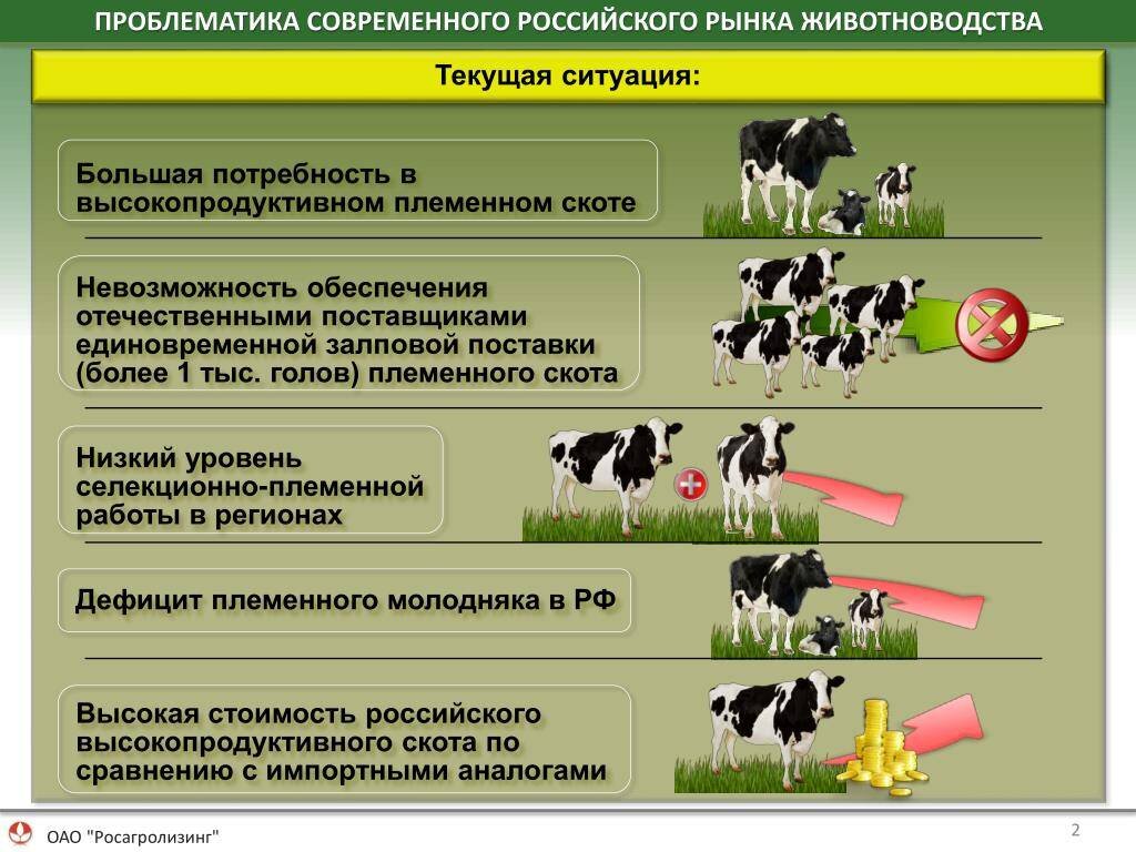 Проект на тему технологии животноводства