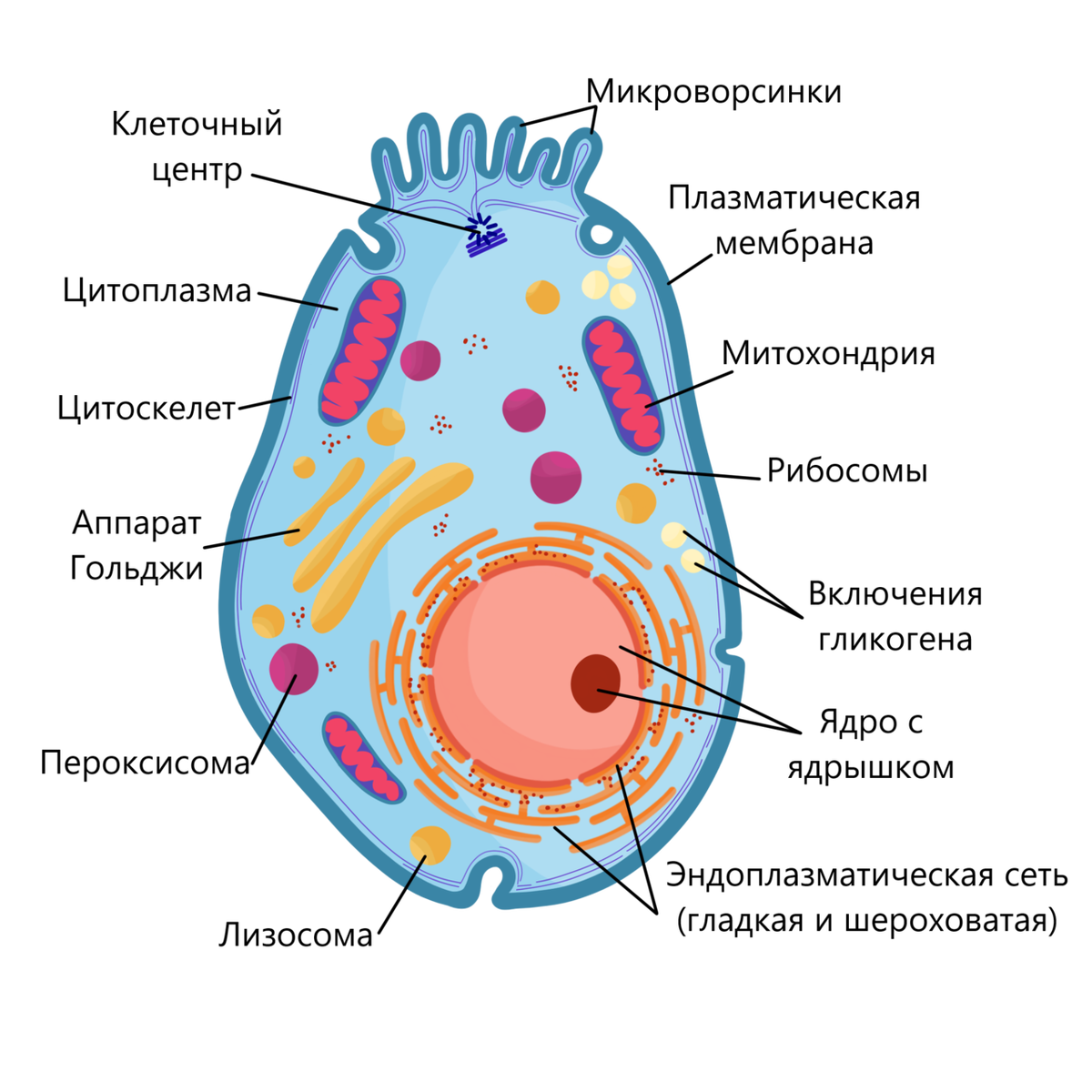 В состав эукариотической клетки входят. Строение эукариотической клетки животного схема. Схема строения эукариотной клетки. Схема эукариотической клетки животного. Структура эукариотической животной клетки.