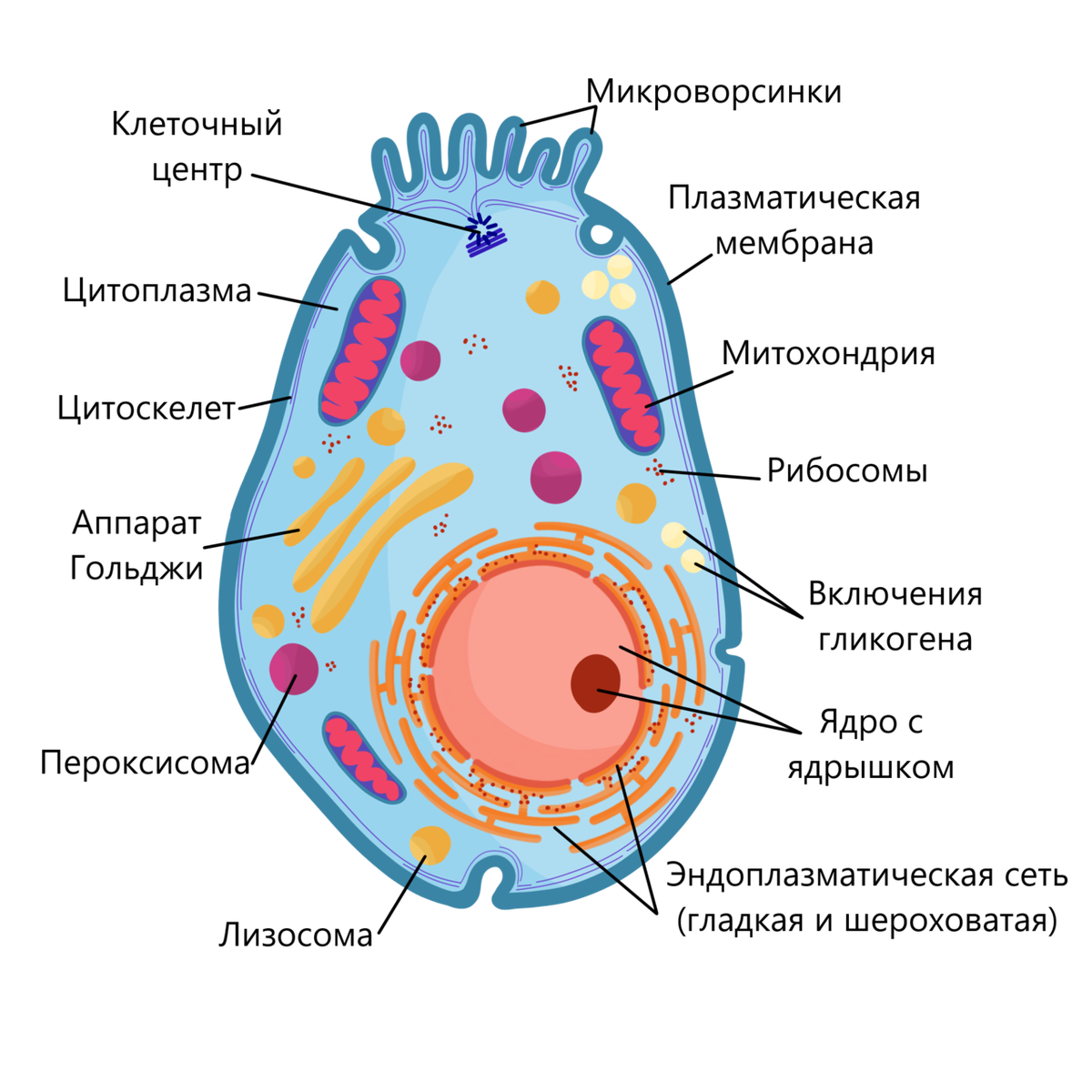 Рисунок эукариотической. Строение клетки эукариот. Строение животной клетки эукариот. Строение клетки эукариот схема. Структура эукариотической животной клетки.