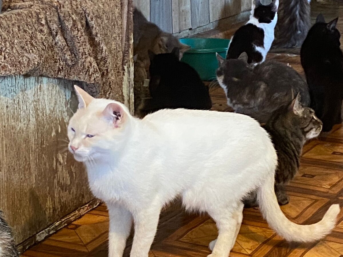 Котики и кошечки