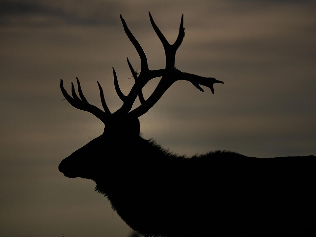    Олень© РИА Новости / Владимир Астапкович