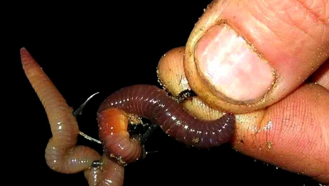 Как разводят червей и опарышей для рыбалки?