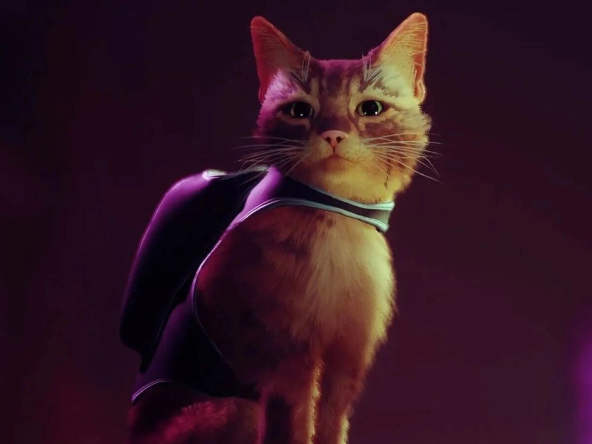    Котик в кино. Анонсирована экранизация Stray