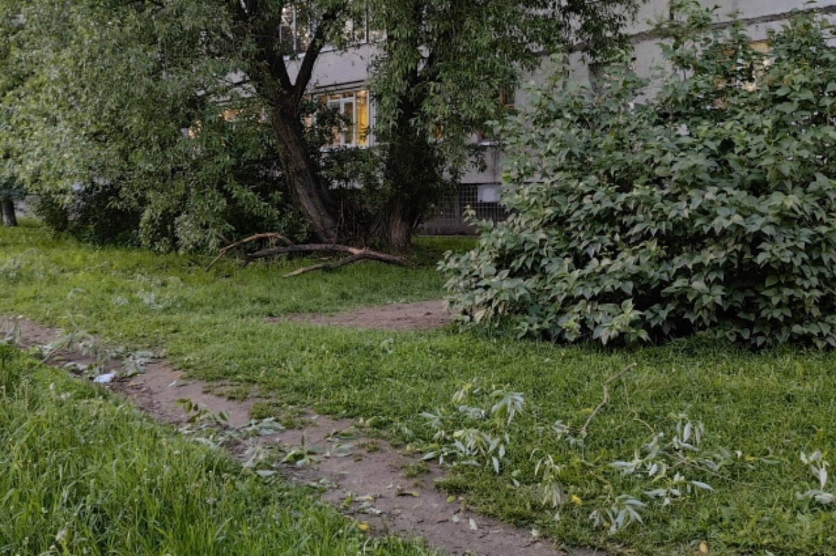    Сильный ветер в Ярославле повалил больше 20 деревьев