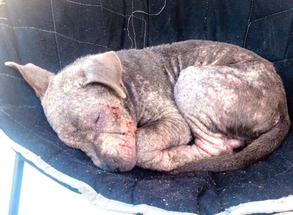 Вот в таком плачевном состоянии был оставлен щенок у аптеки в Джорджии