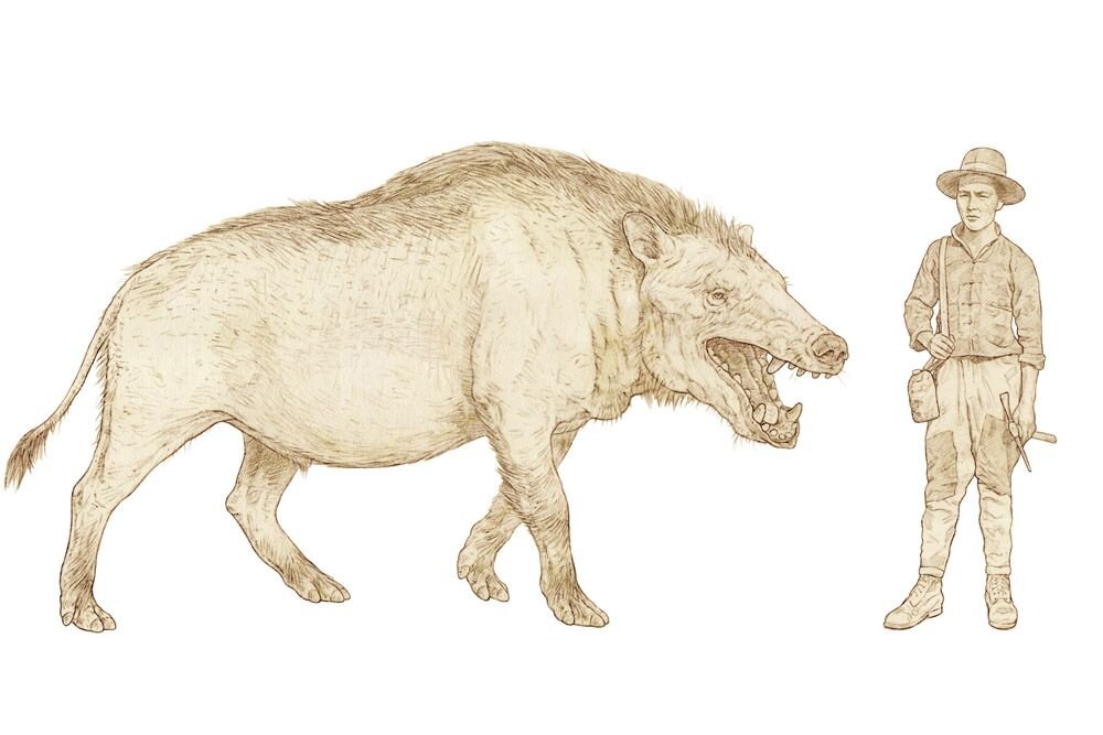 Эндрюсарх. Эндрюсарх (andrewsarchus). Доисторический хищник эндрюсарх. Andrewsarchus mongoliensis. Эндрюсарх (andrewsarchus).