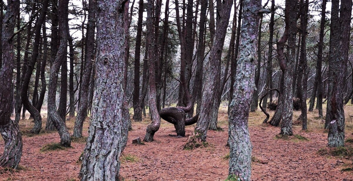 Аномалия,Россия,Калининградская область,загадка