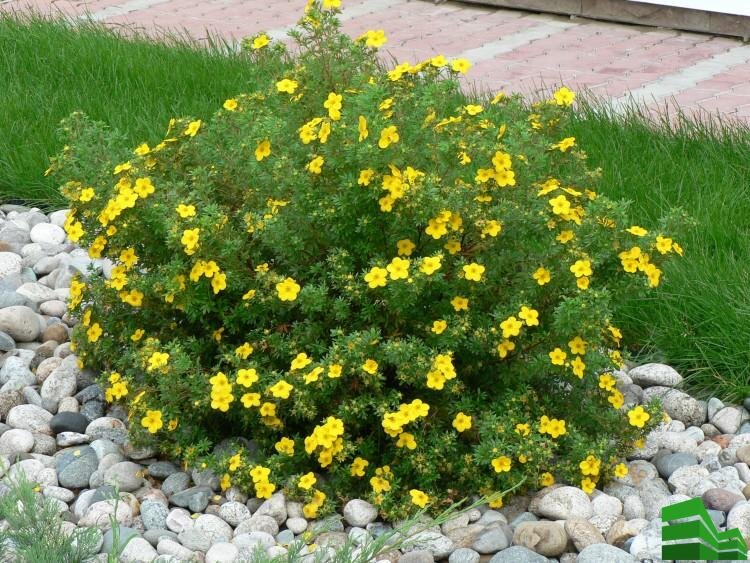 Курильский чай